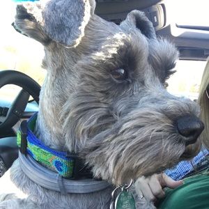 Meet your Posher, Casey